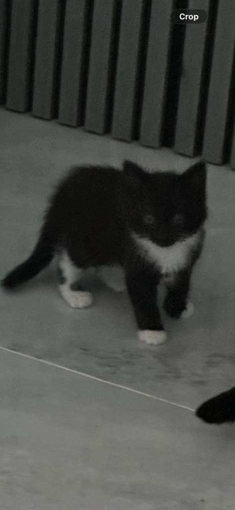 Kittens