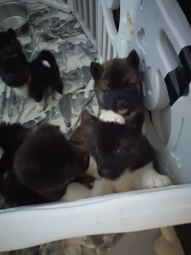 America akita pups