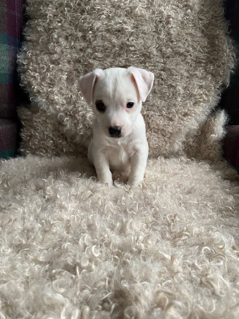 Gorgeous parson type Jack Russell puppies