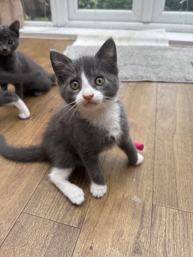 😍🤩🥰Grey SWEET GIRL🐈‍⬛