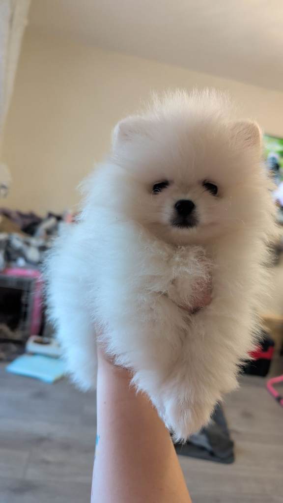 Pomeranian puppy 