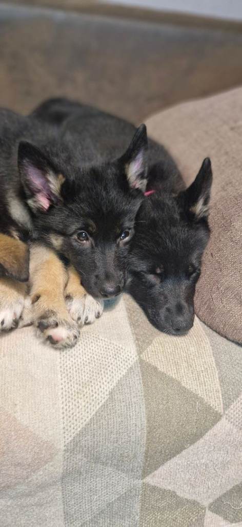German sheperd 4 girls
