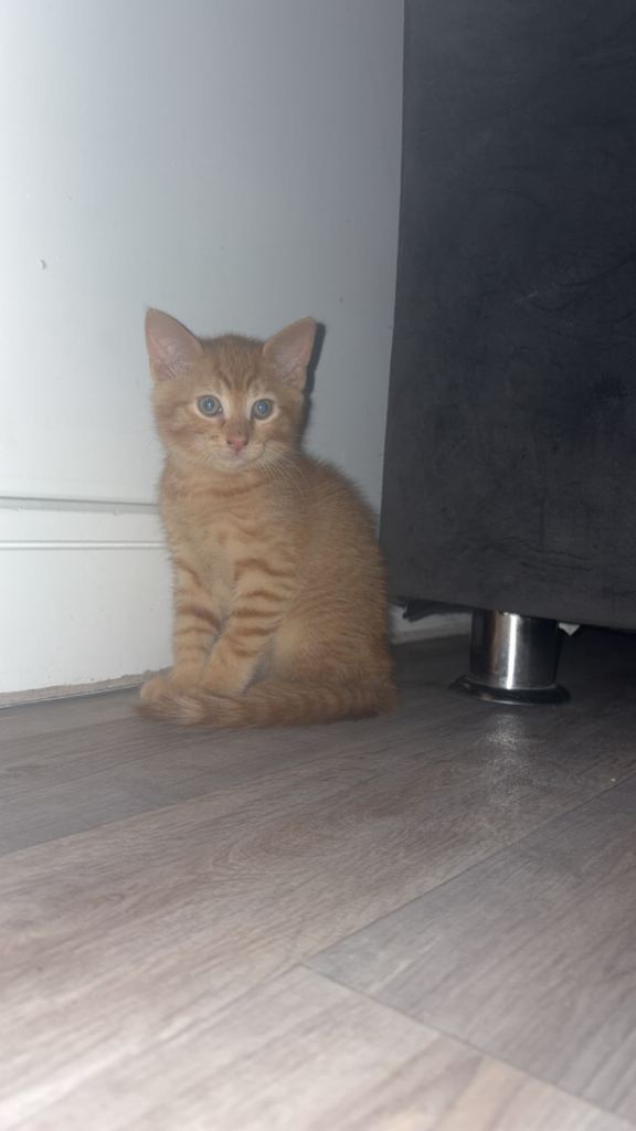 Ginger cat 