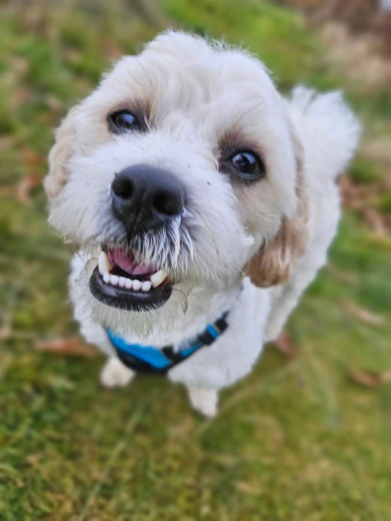 2 Year old Lachon male for sale