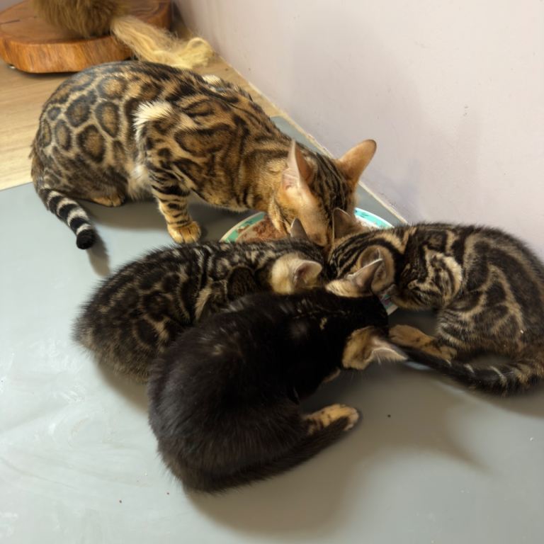 Pedigree Tica Registered Bengal Kittens Available 
