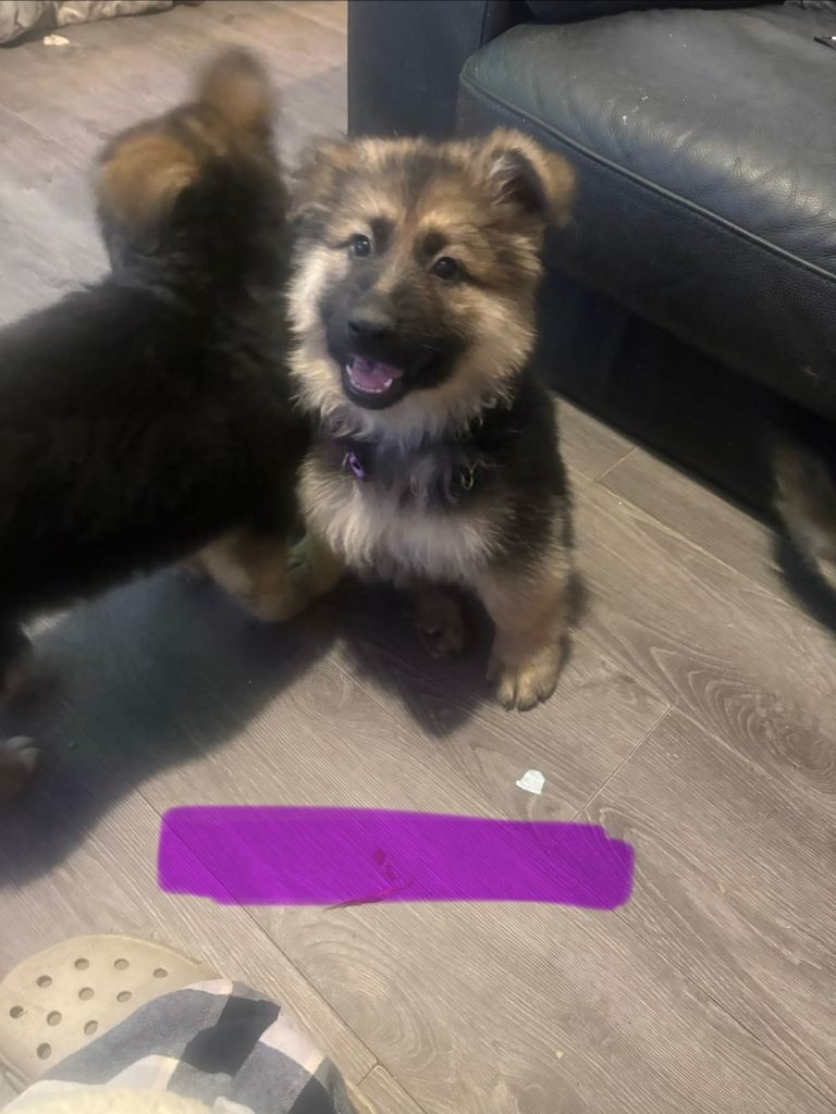 4 stunning German shepherd pups left ready now
