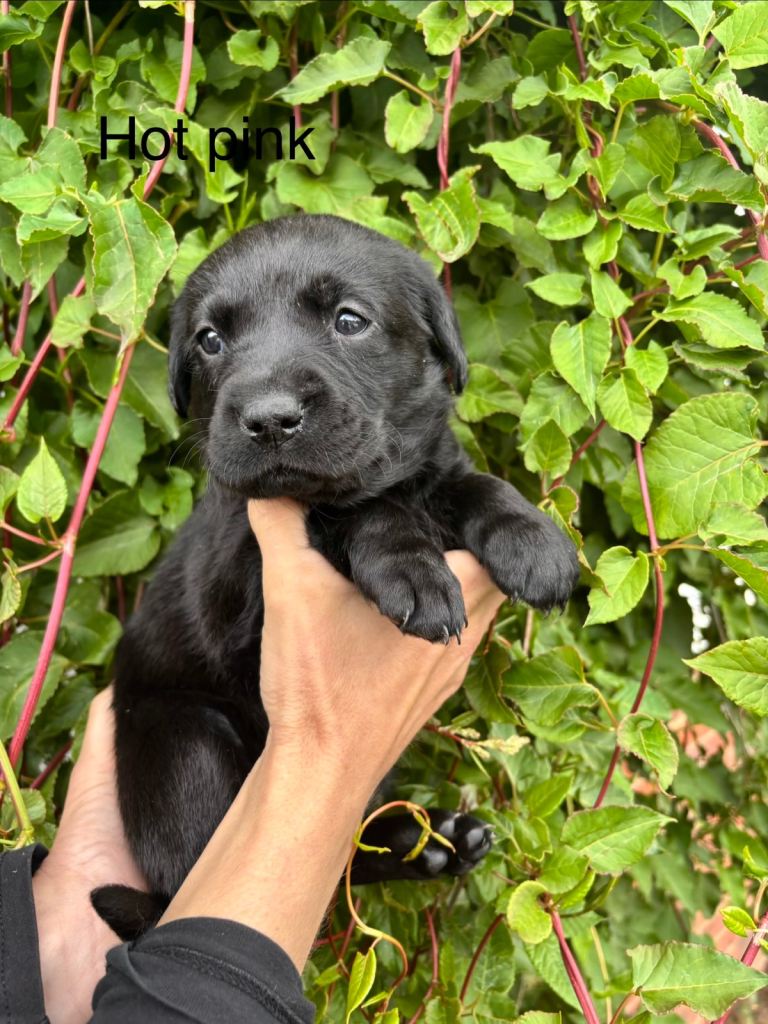 Black Labrador puppies for sale 