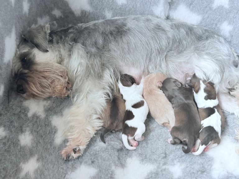 KC  BVA MAC H/T Wheaten Parti, Chocolate Mini Toy Schnauzer