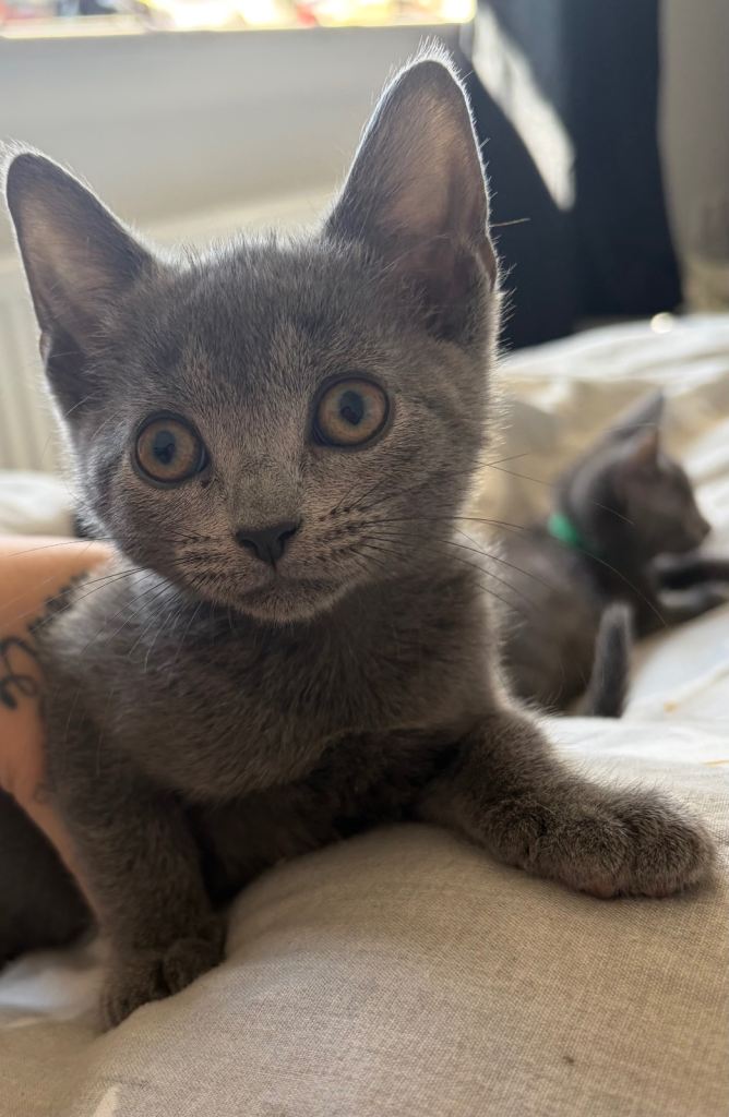 Grey kitten 