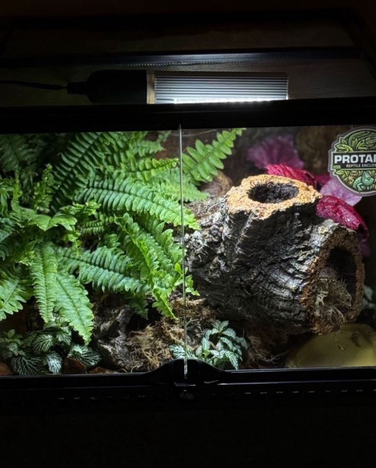 New Live Planted Terrarium