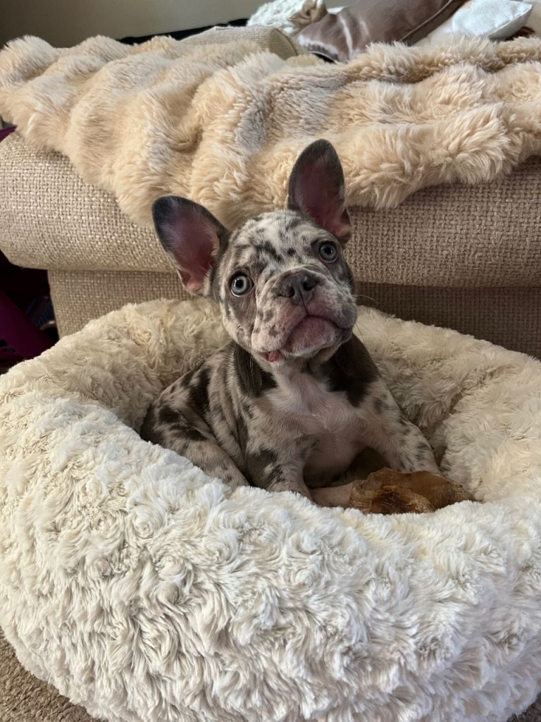 Gorgeous Frenchie pups 