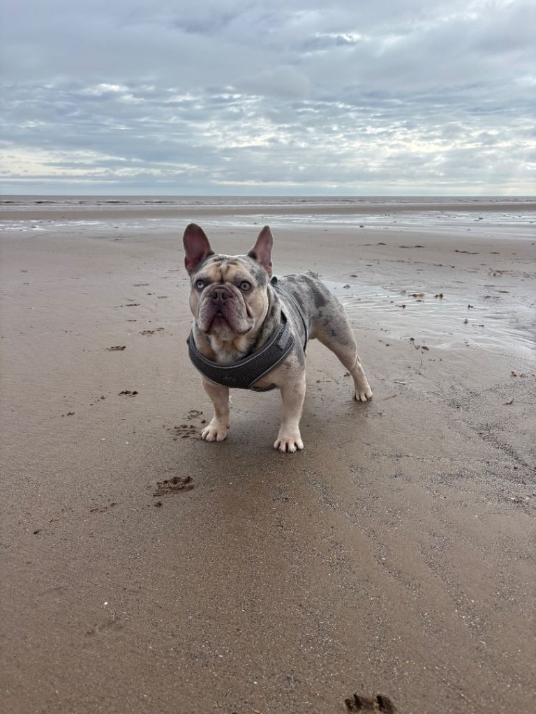 Beautiful 3-Year-Old DWKC Registered French Bulldog Looking for Loving Forever Home