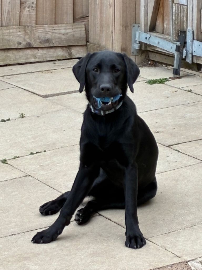 Labrador retriever 
