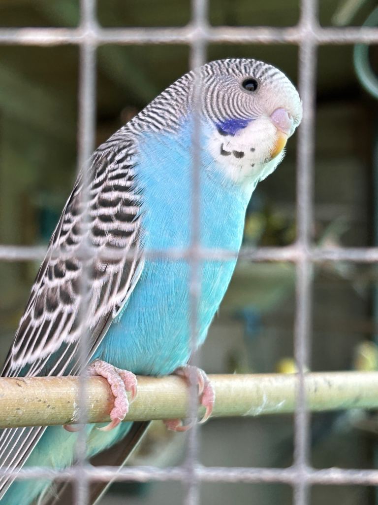 Beautiful Budgies for Sale