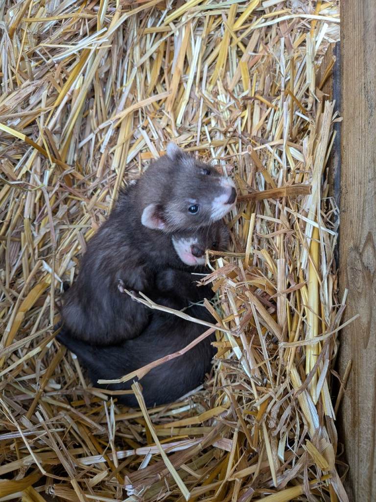 Ferrets for sale