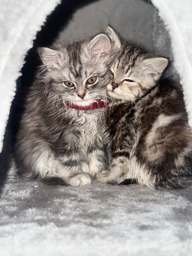 2 lovely sisters kittens are for sale both cost 900£