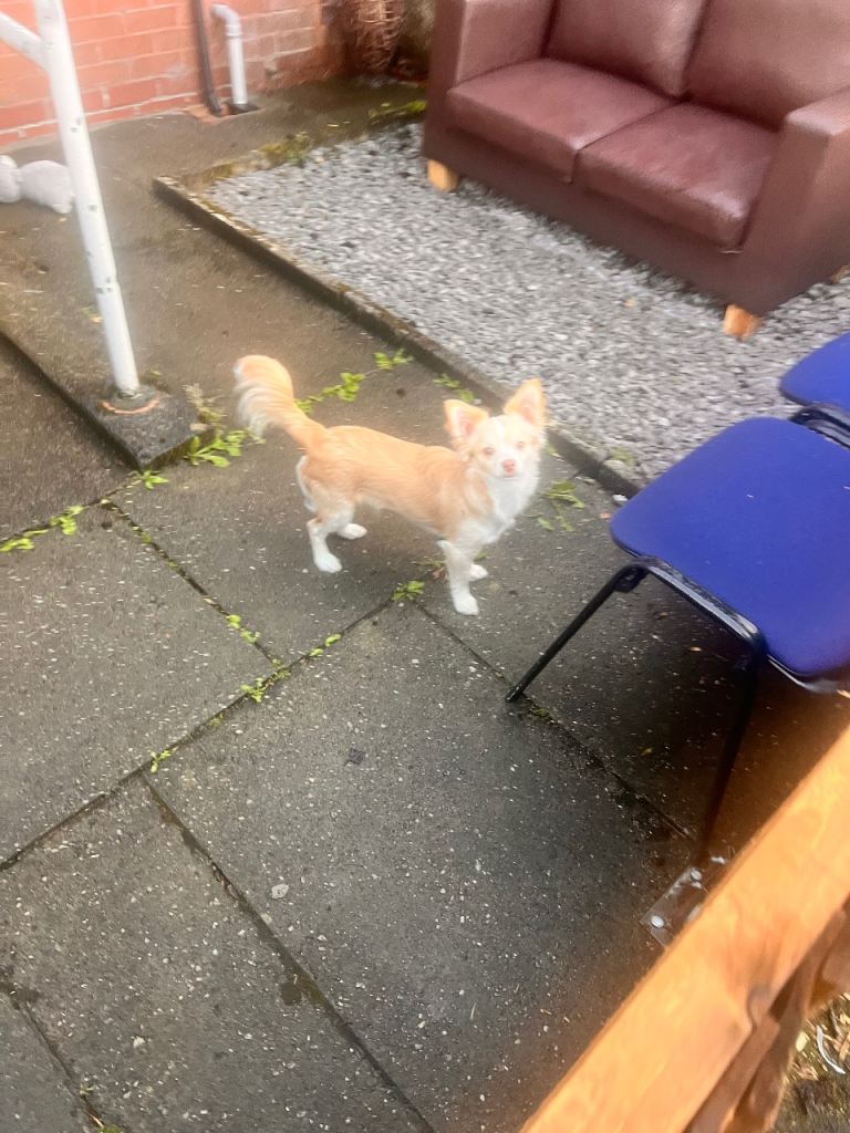 Beautiful chihuahua 