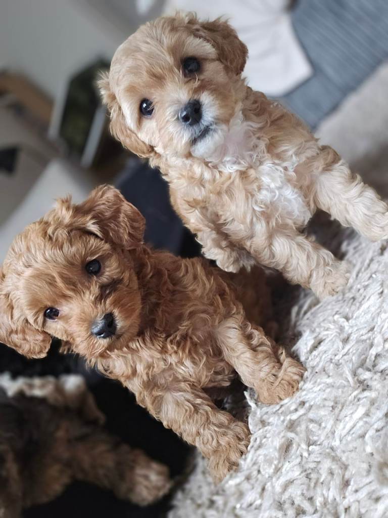 Toy poodle x Mini Poodle 