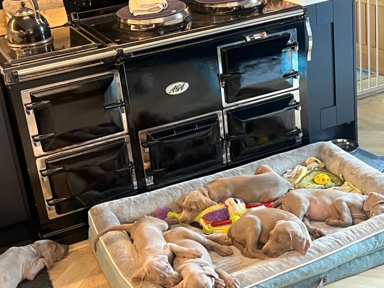 Weimaraner pups looking for their forever homes