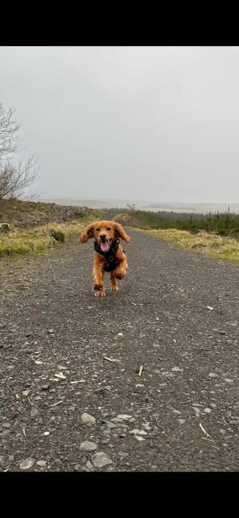 Sprocker 