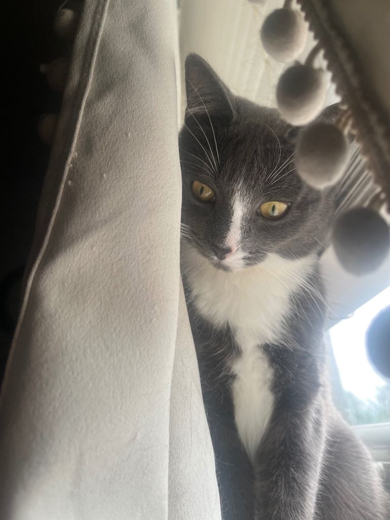 Rehoming 2 year old female cat
