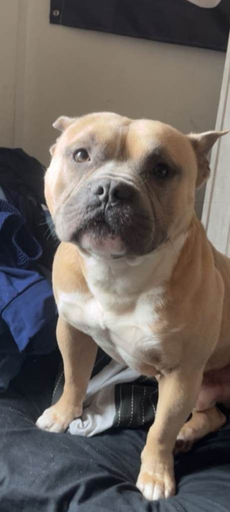 American Pocket bully
