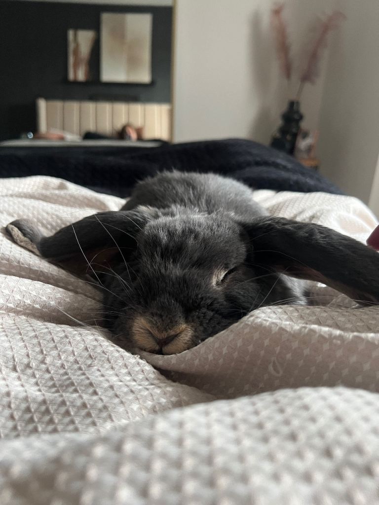 House rabbit (Buck)