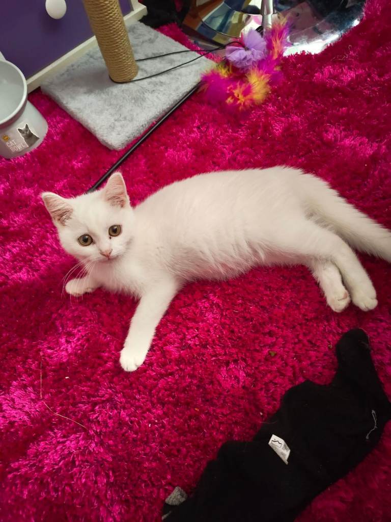 Beautiful 12 week old white russian blue male kitten
