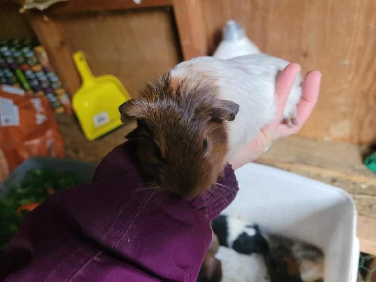 Baby Guineapig’s 