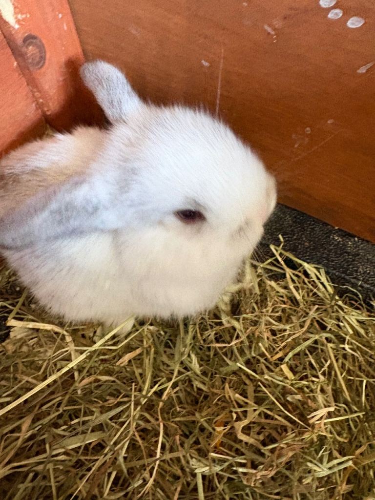 Mini lop bunnies x5