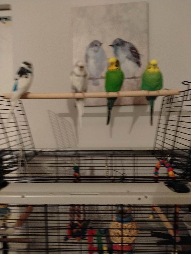 Male budgies looking for new home 