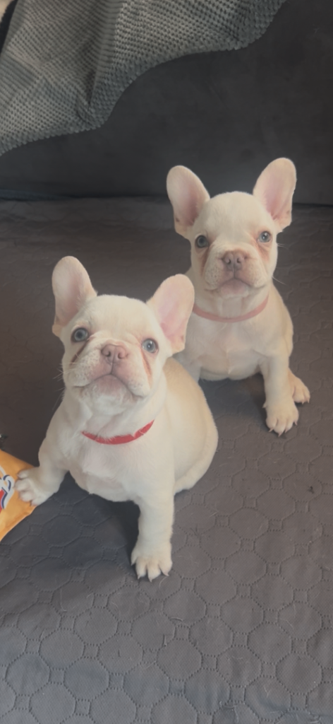 Only 2 left .platinum blue eyes 