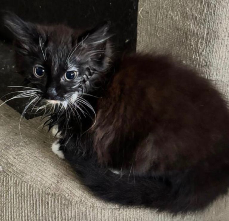 Kittens for sale 