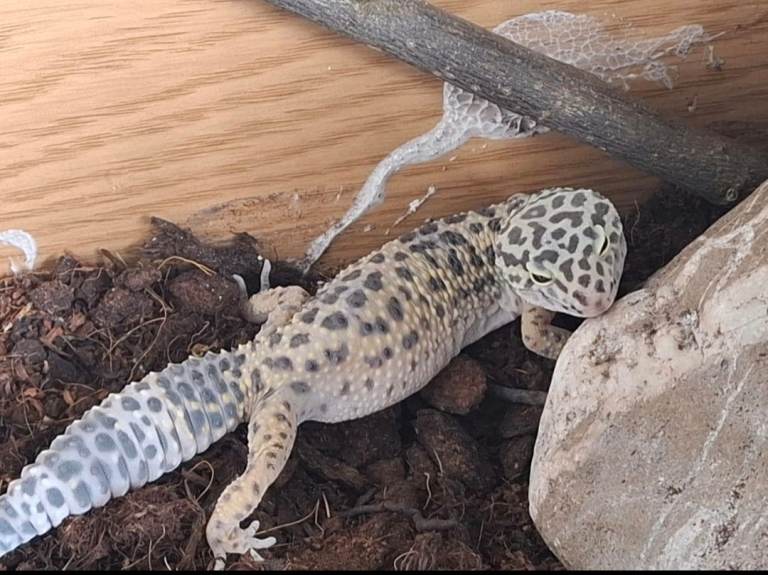 Leapord geko for sale 