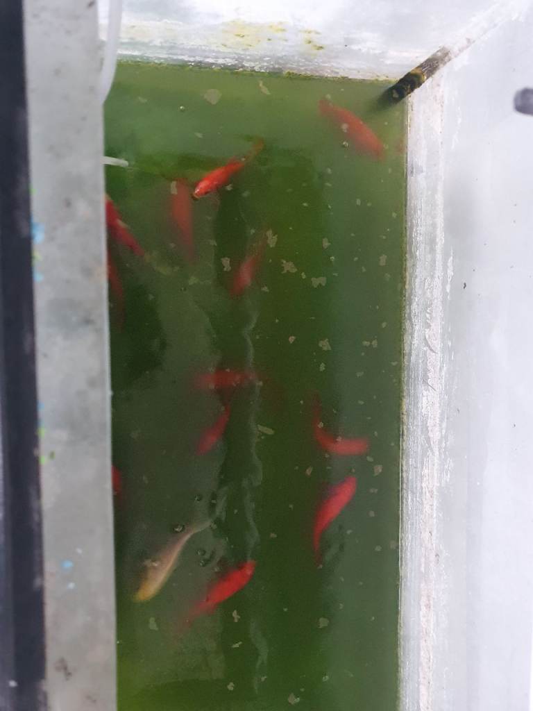 Goldfish , red 