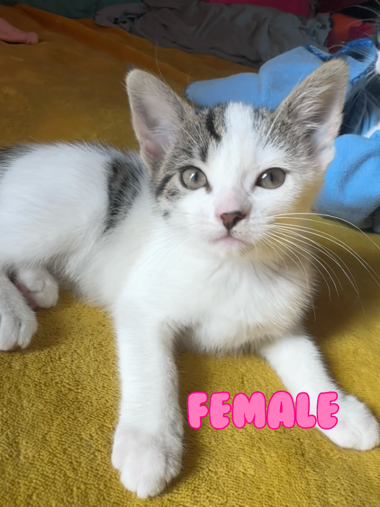 6 Kittens for sale