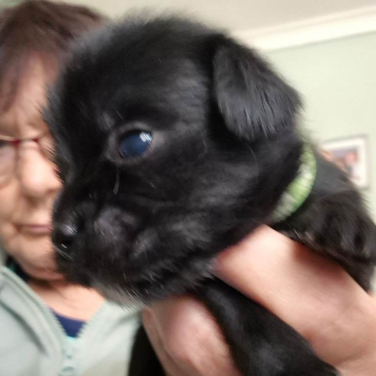 I have litter 6 pups morkie x maltese 