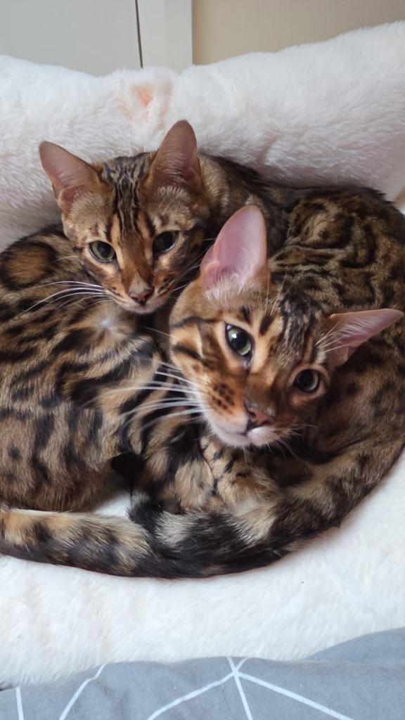 Pure Breed Bengal Kittens
