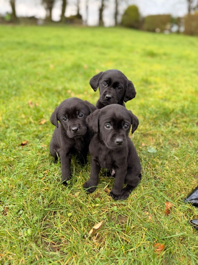 Black Labrador Pedigree Puppies 