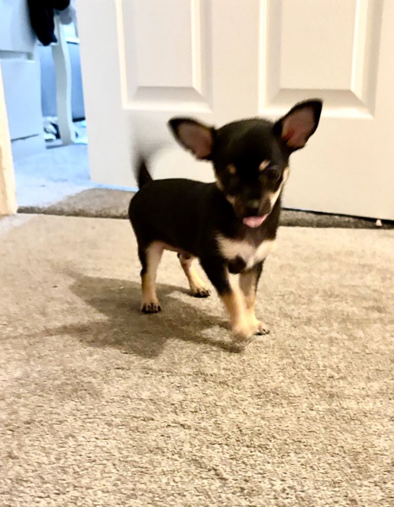 Full Breed Chihuahua Male Puppy For Sale 