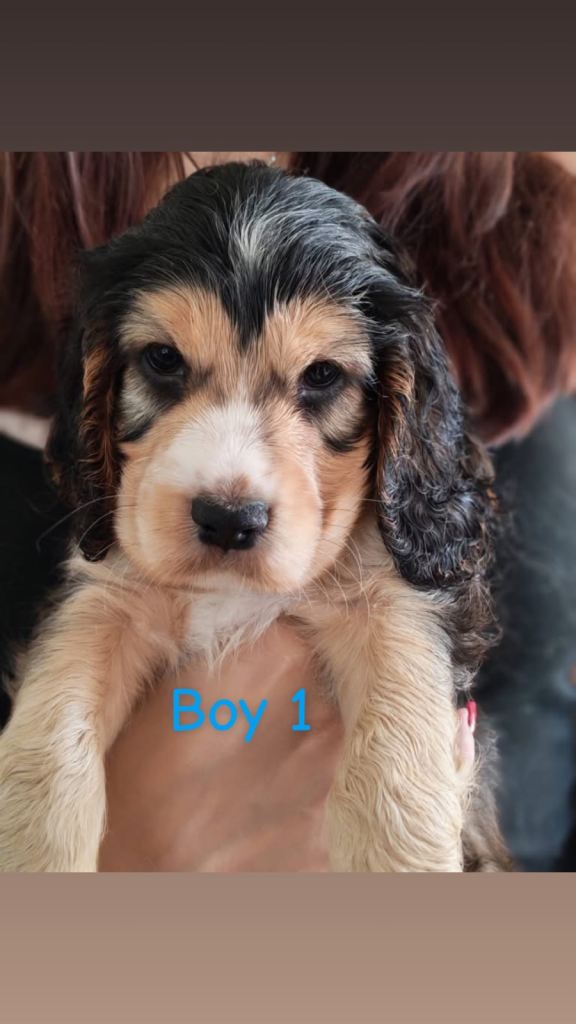 Kc registered show spaniel puppies