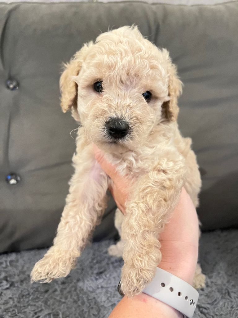 Miniature poodle puppies 