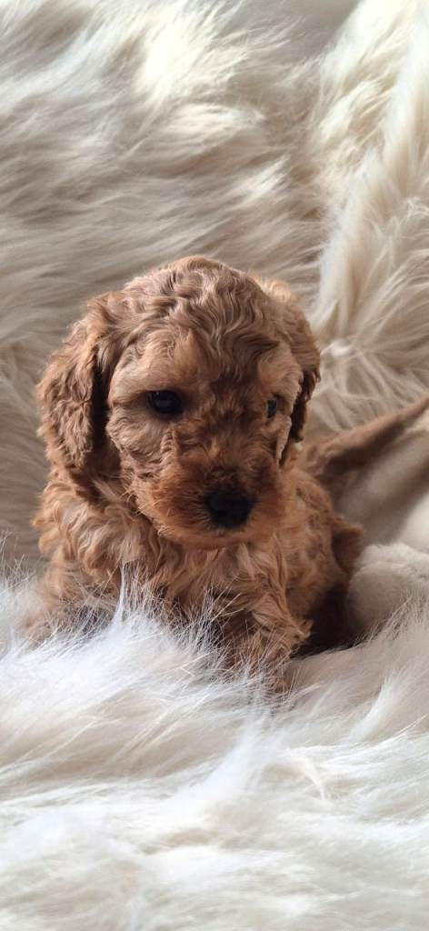 F1B COCKAPOO PUPPIES 3 MALES LEFT 