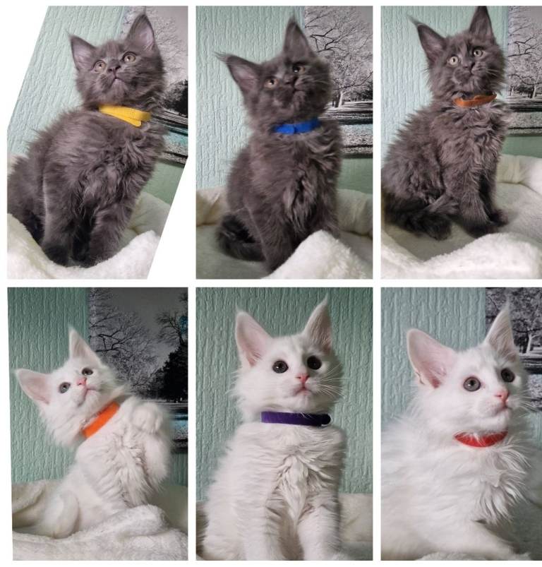 TICA REGISTERED MAINECOON KITTENS