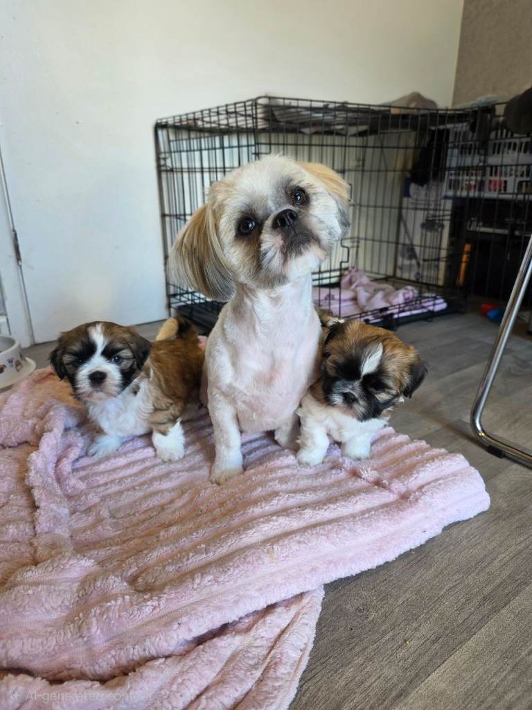 Shih tzu puppies