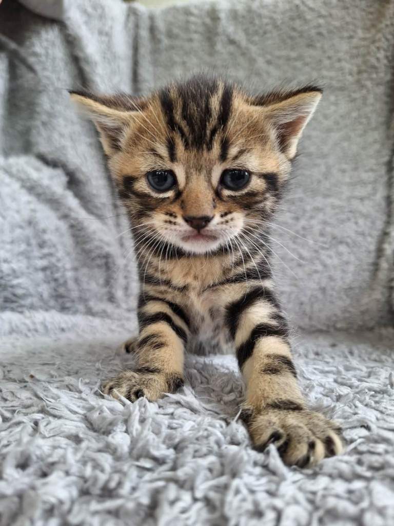 Kittens