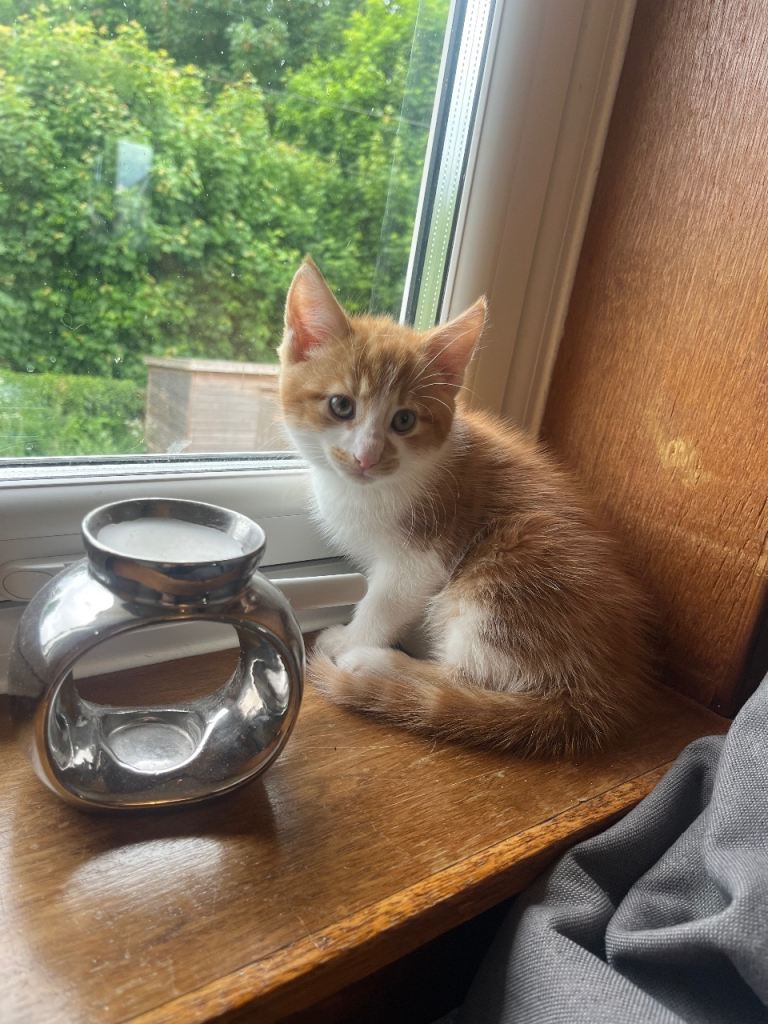 Kittens for sale