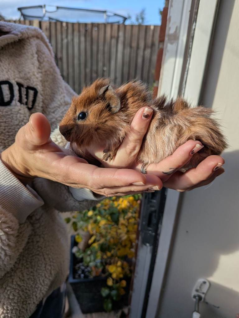 Male guinea pigs 