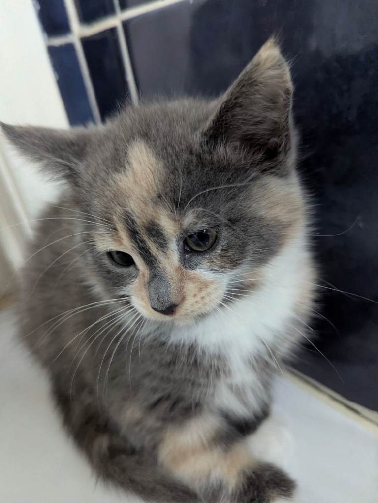 Kitten pet for sale 