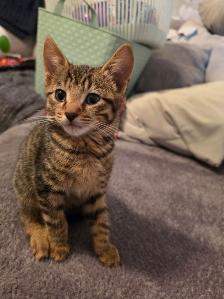 2 x beautiful kittens